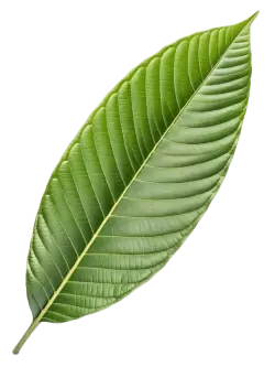 Imagen PNG para descargar